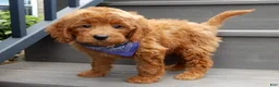 Mini Goldendoodle dogs for sale: Rusty - Ad 5