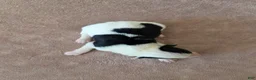 Border Collie dogs for sale: Goldie - Ad 3