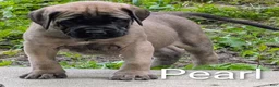 English Mastiff dogs for sale: English Mastiff Puppy 4 - Ad 7