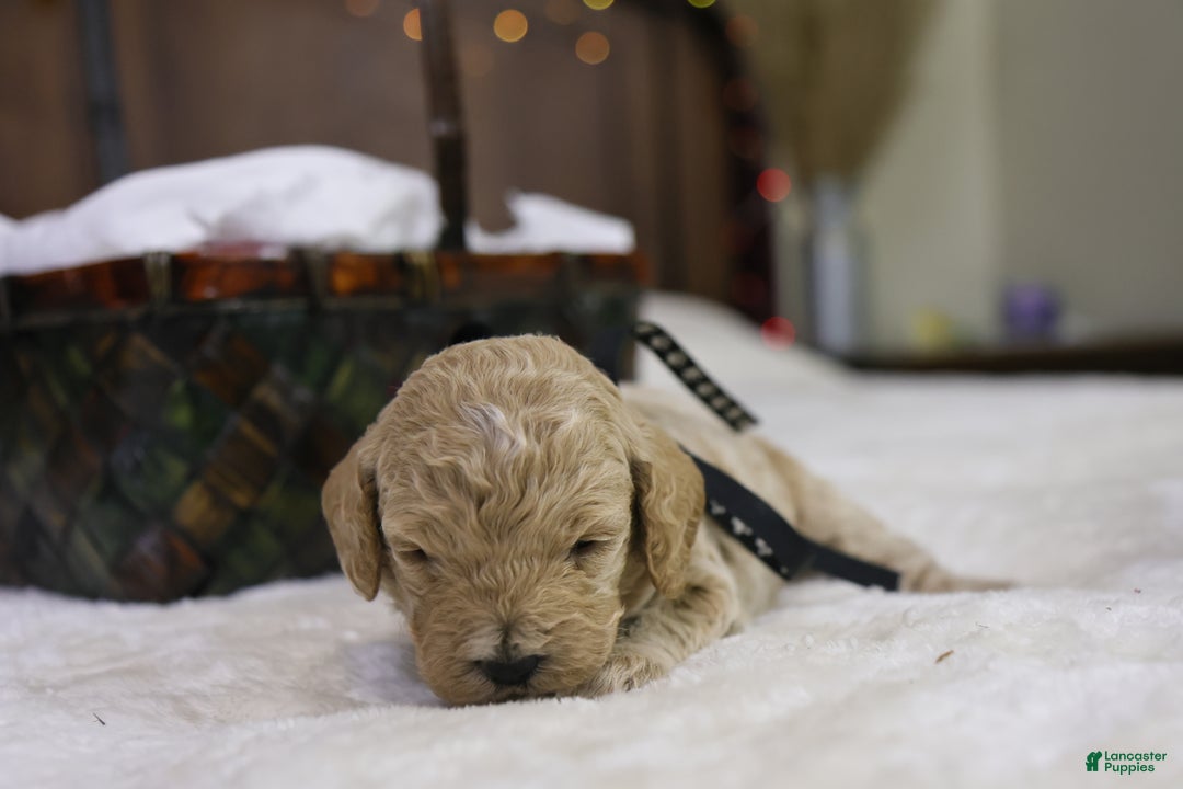 Goldendoodle dogs for sale: Charlie - Ad 4