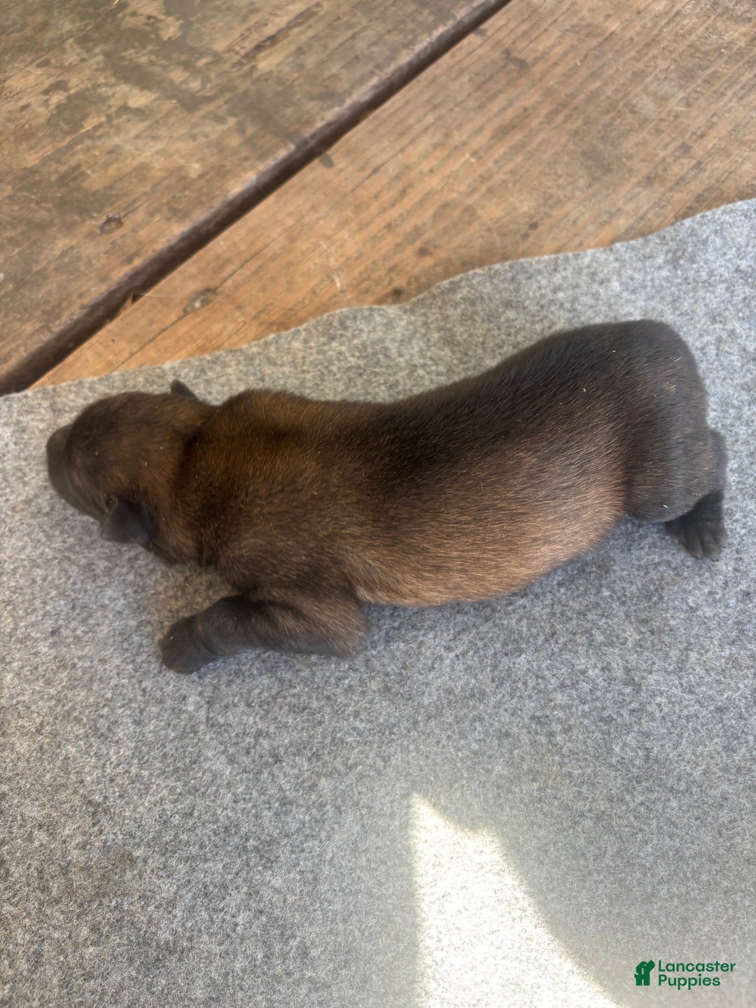 Belgian Malinois dogs for sale: Roxie - Ad 4