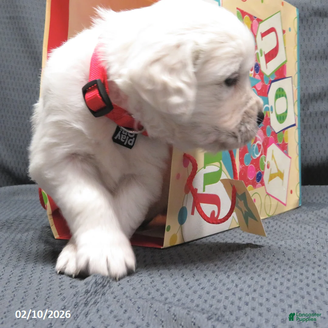 Golden Retriever dogs for sale: Popcorn - Ad 3