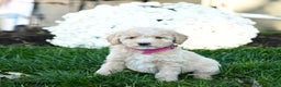 Goldendoodle dogs for sale: Brindy - Ad 2