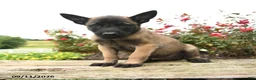 Belgian Malinois dogs for sale: Max - Ad 1
