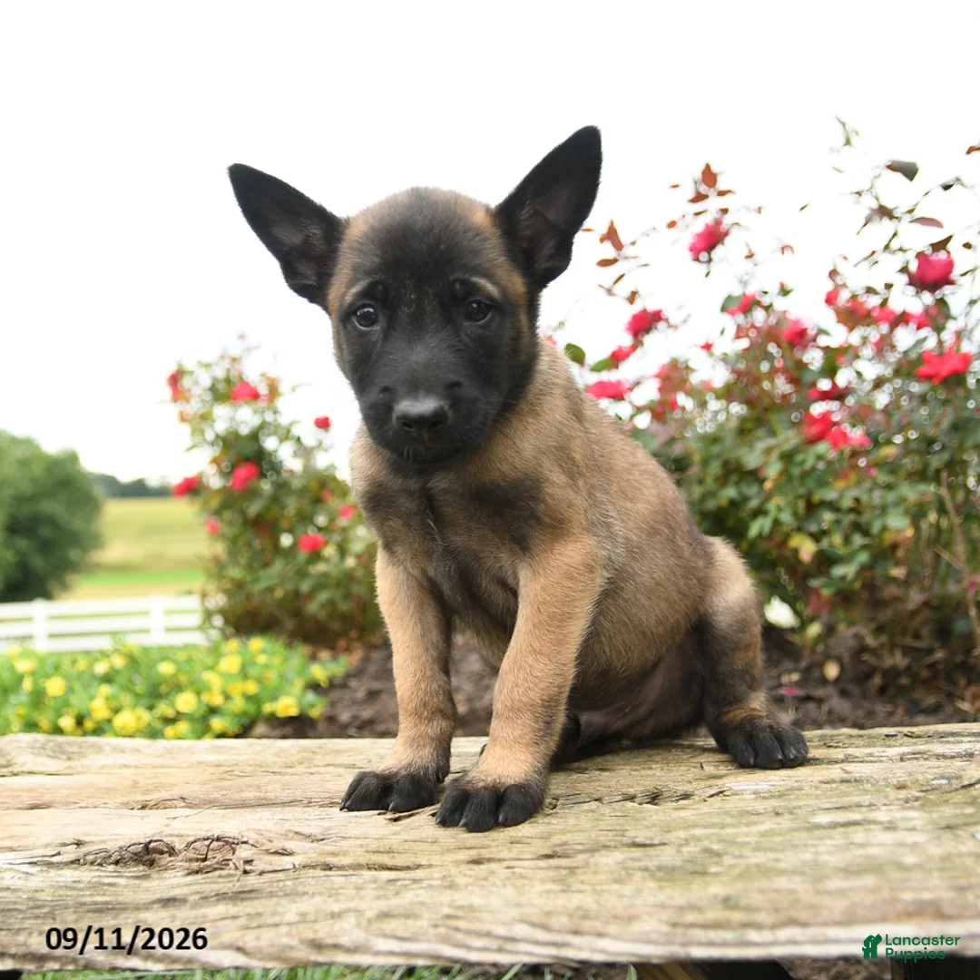 Belgian Malinois dogs for sale: Max - Ad 1