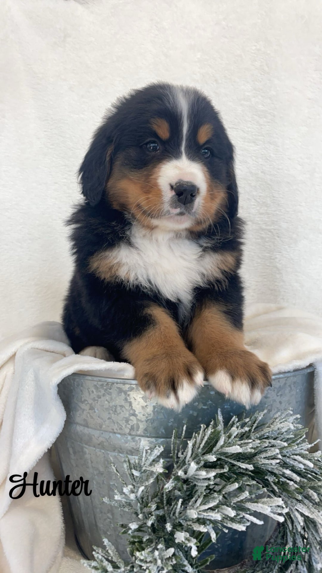 Bernese Mountain Dog dogs for sale: Hunter  - Ad 2