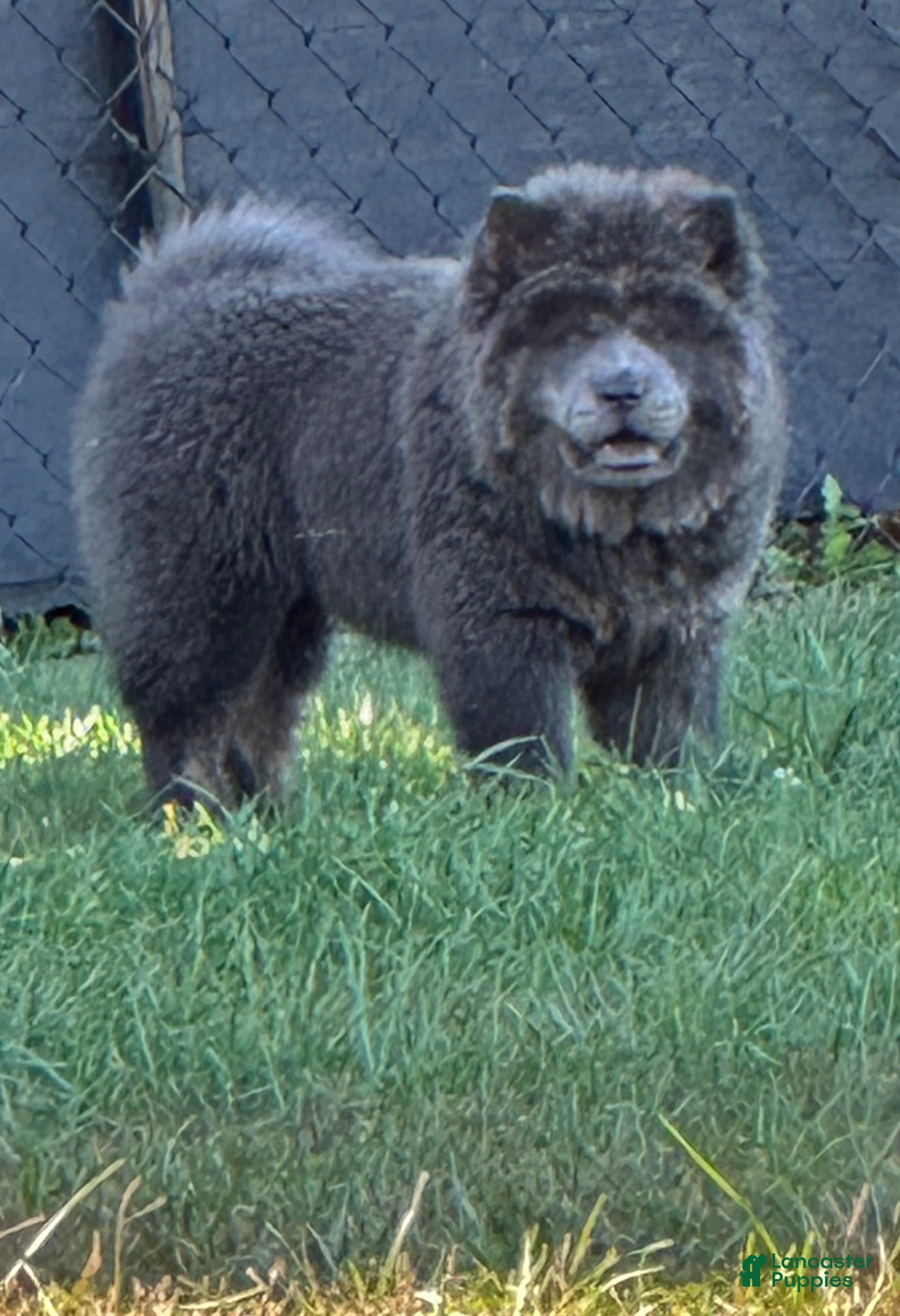 Chow Temperament Show Me A Chow Chow Dog Chow Chow