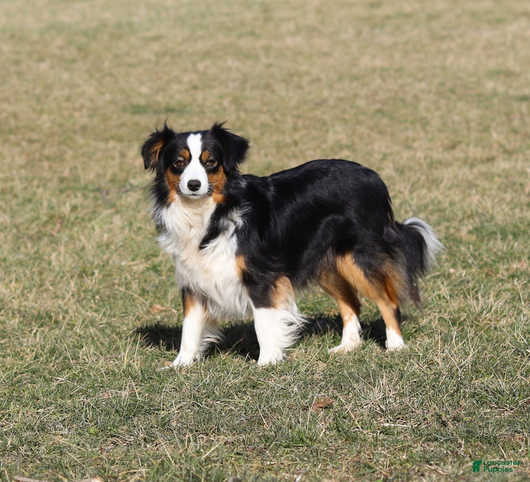 Miniature Australian Shepherd dogs for sale: Mia - Ad 9