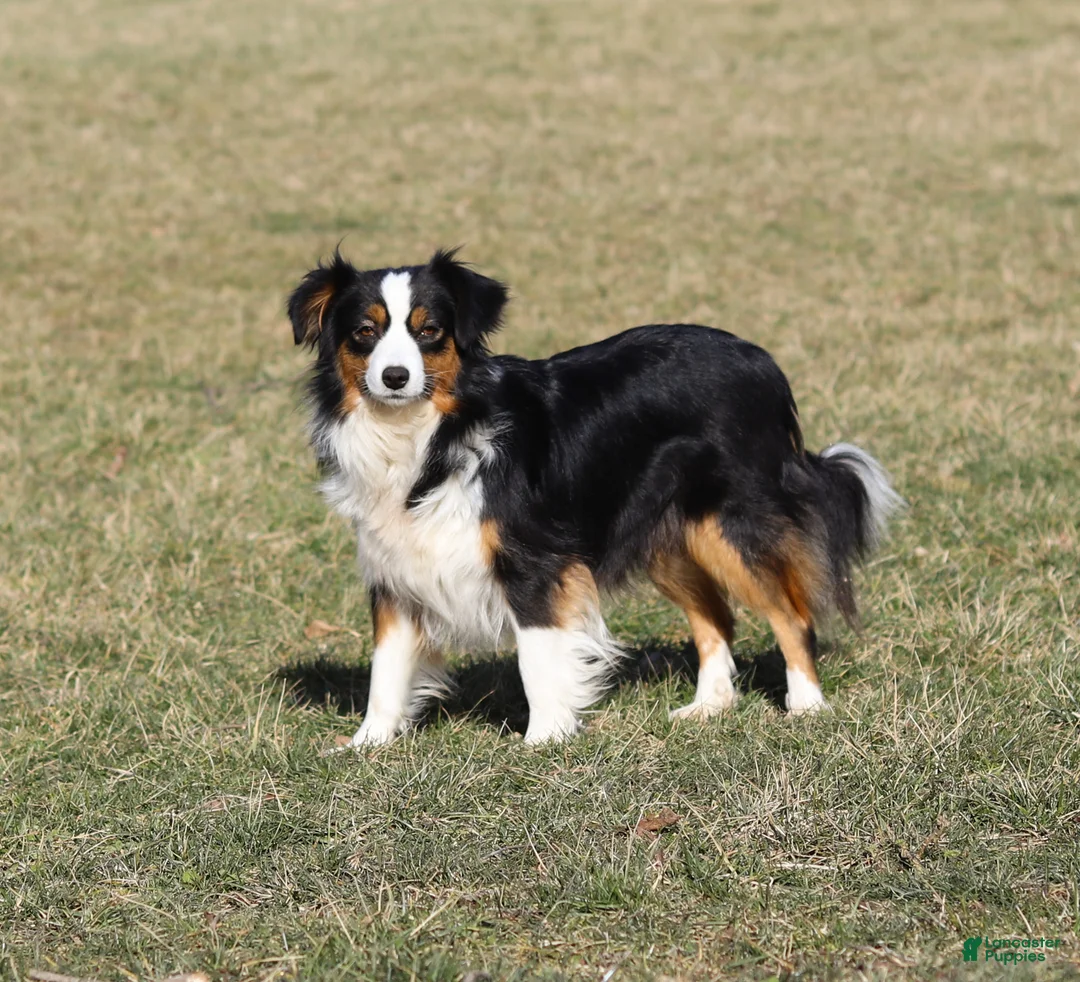 Miniature Australian Shepherd dogs for sale: Macy - Ad 10