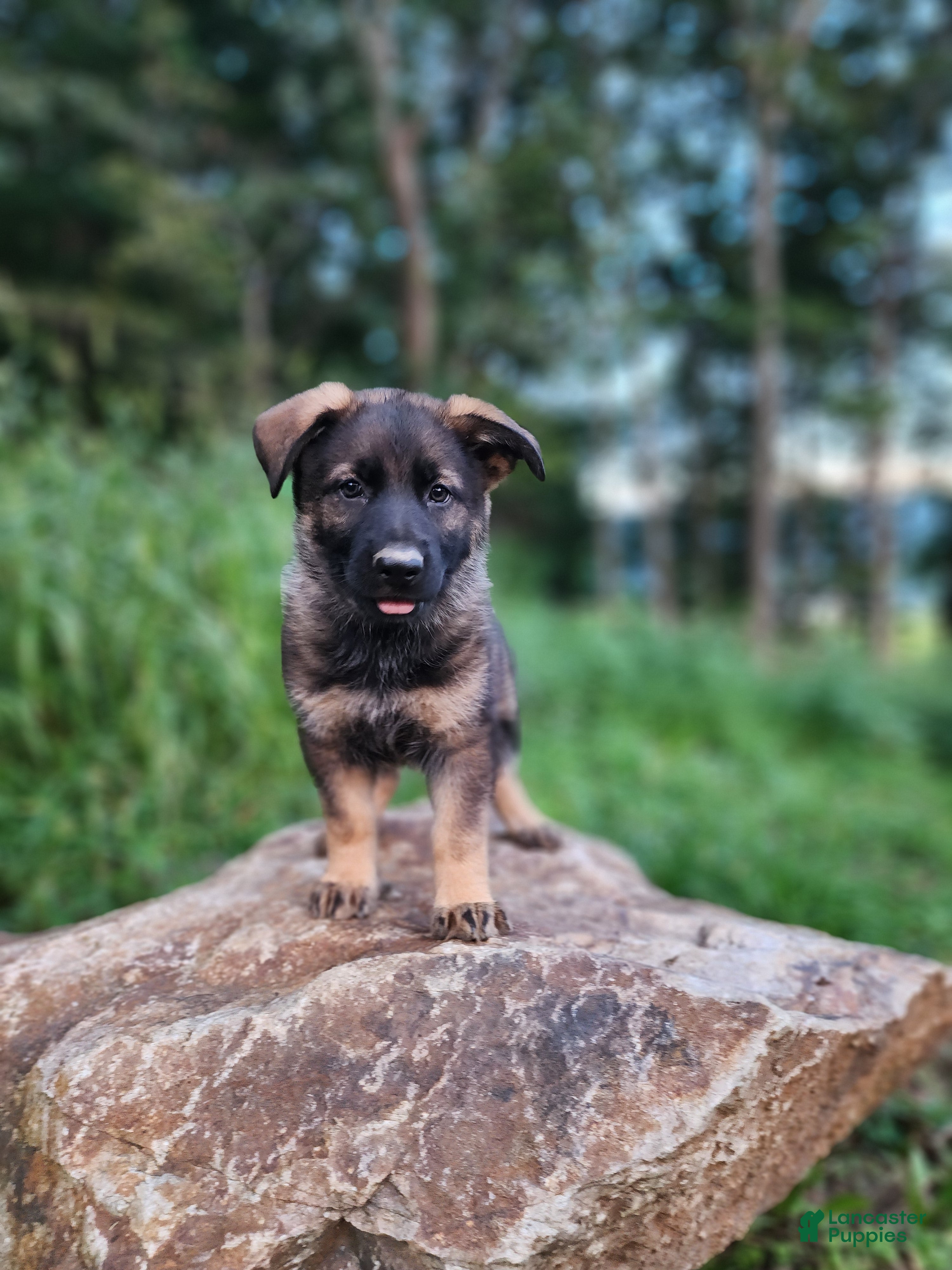 German Shepherd dogs Taska - Ad 2