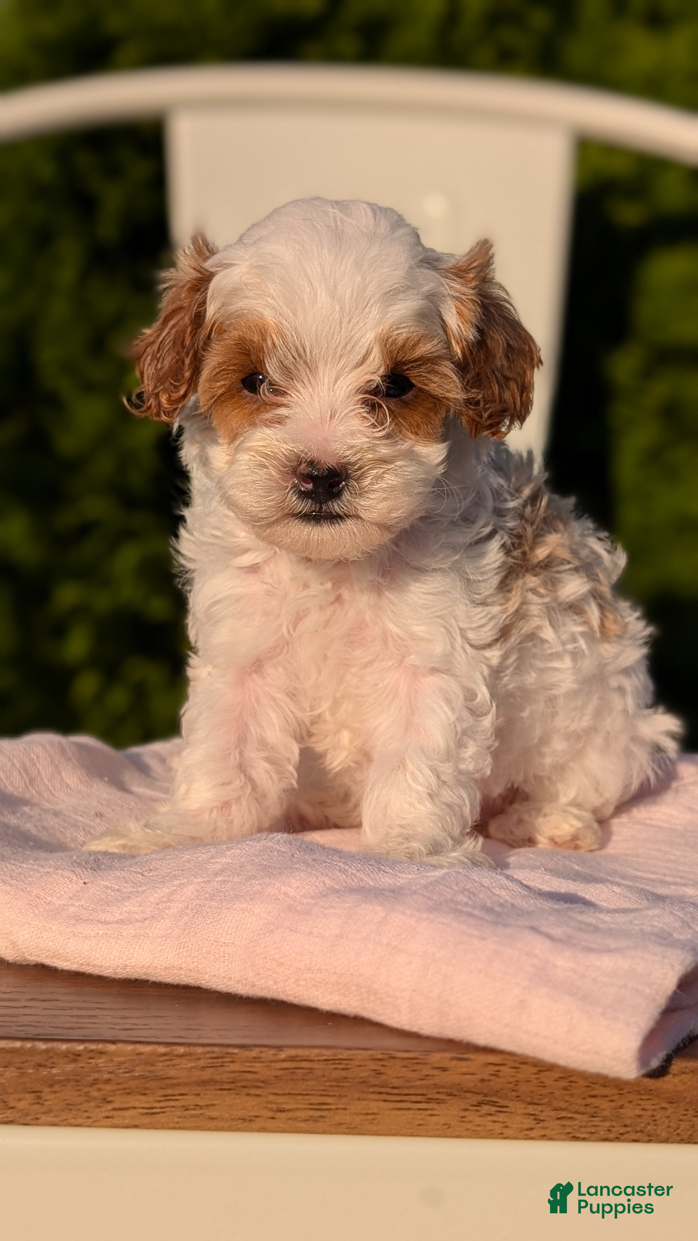 Cavapoo dogs Stella - Ad 2