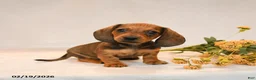 Miniature Dachshund dogs for sale: Oscar - Ad 5