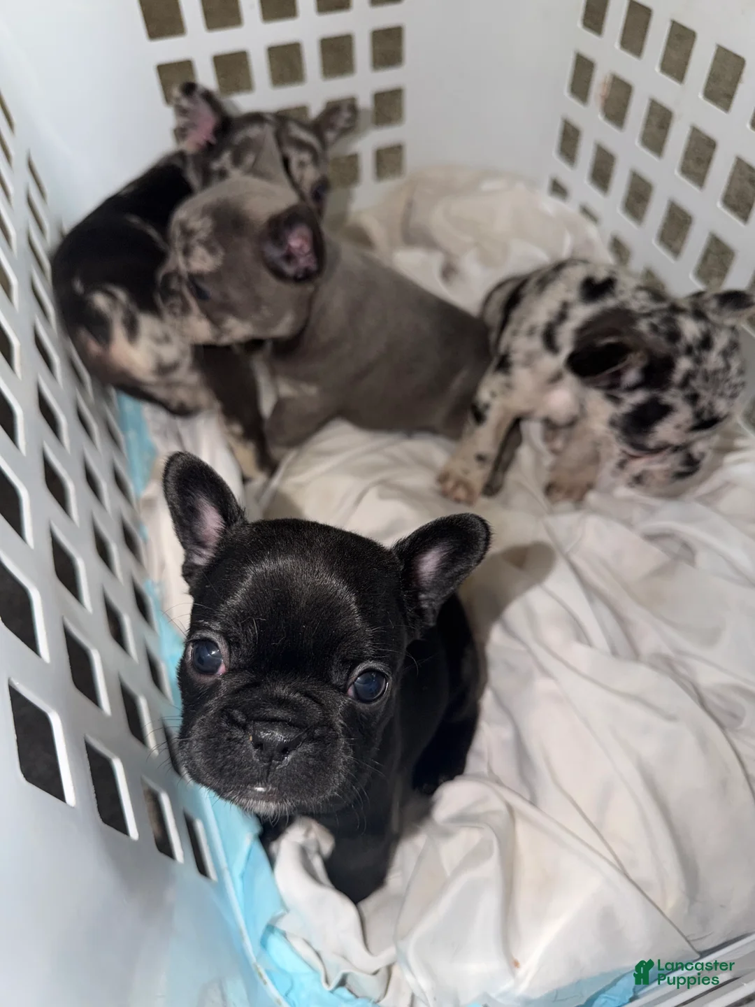 French Bulldog dogs for sale: French Bulldog 3 - Ad 1