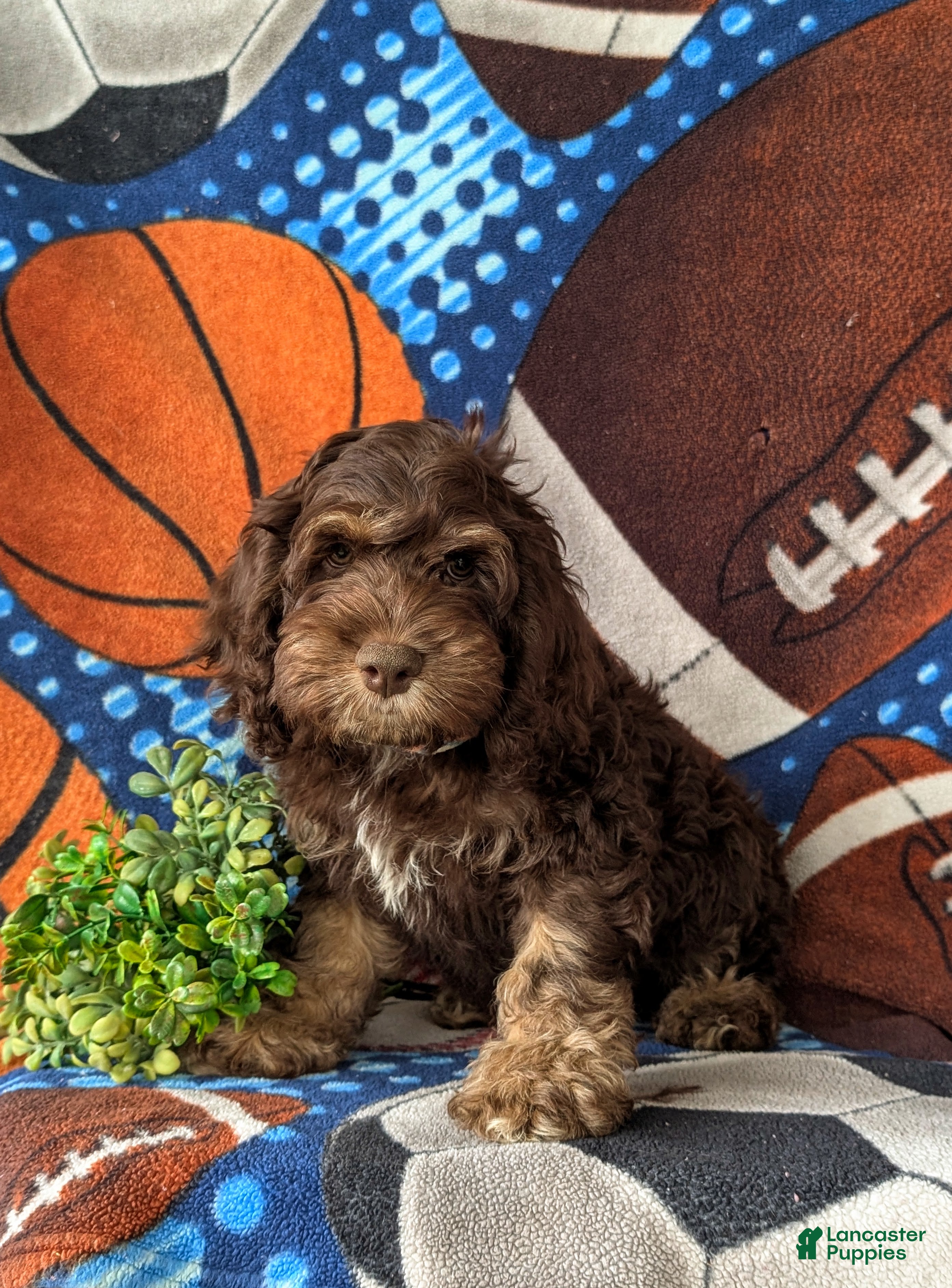 Cockapoo dogs Aiken - Ad 1