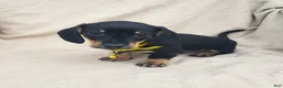 Miniature Dachshund dogs for sale: TONY - Ad 3