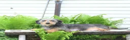 Miniature Dachshund dogs for sale: Rosey - Ad 6