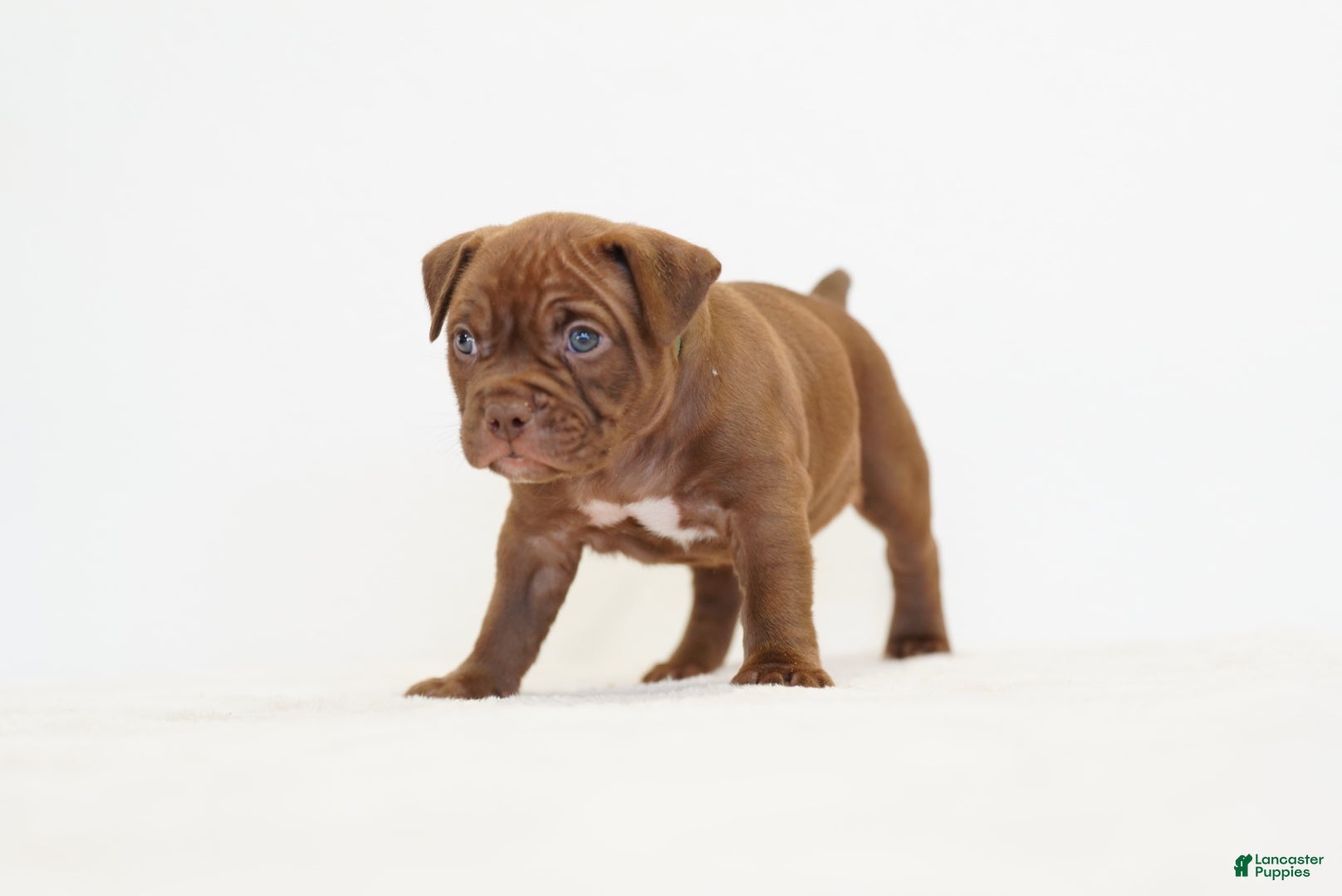American Bully dogs American Bully 1 - Ad 1