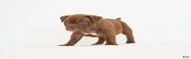 American Bully 1