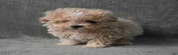 Maltipoo dogs for sale: Maltipoo 1 - Ad 10