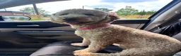 Mini Goldendoodle dogs for sale: Jeff - Ad 5