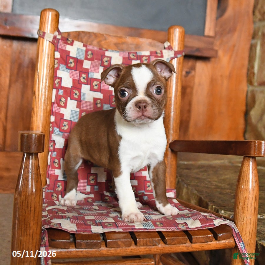 Boston Terrier dogs Sulley - Ad 1