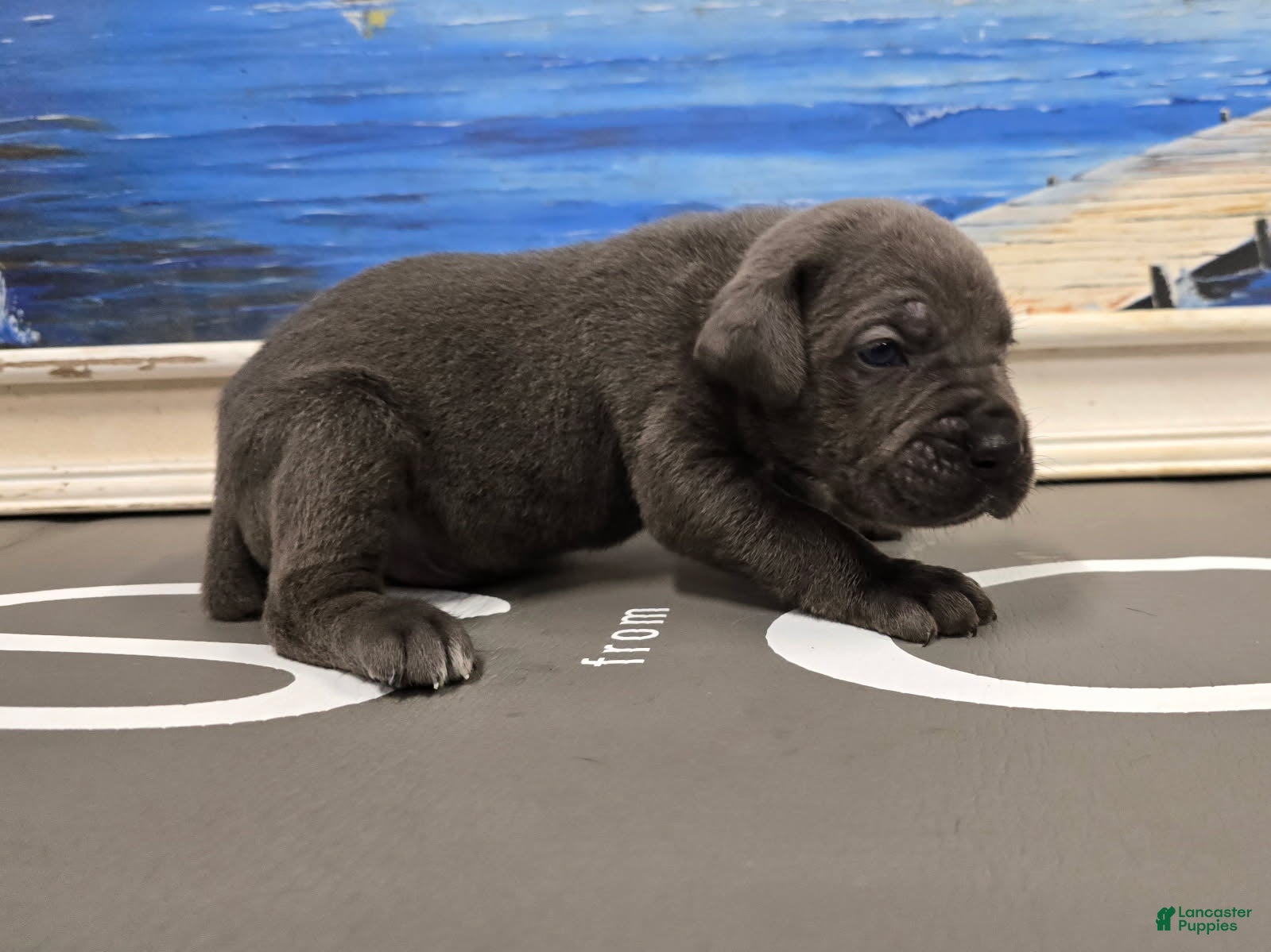Cane Corso dogs for sale: Storm  - Ad 4