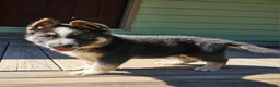 German Shepherd dogs for sale: German Shepherd puppies due Oct 2026 - Ad 4