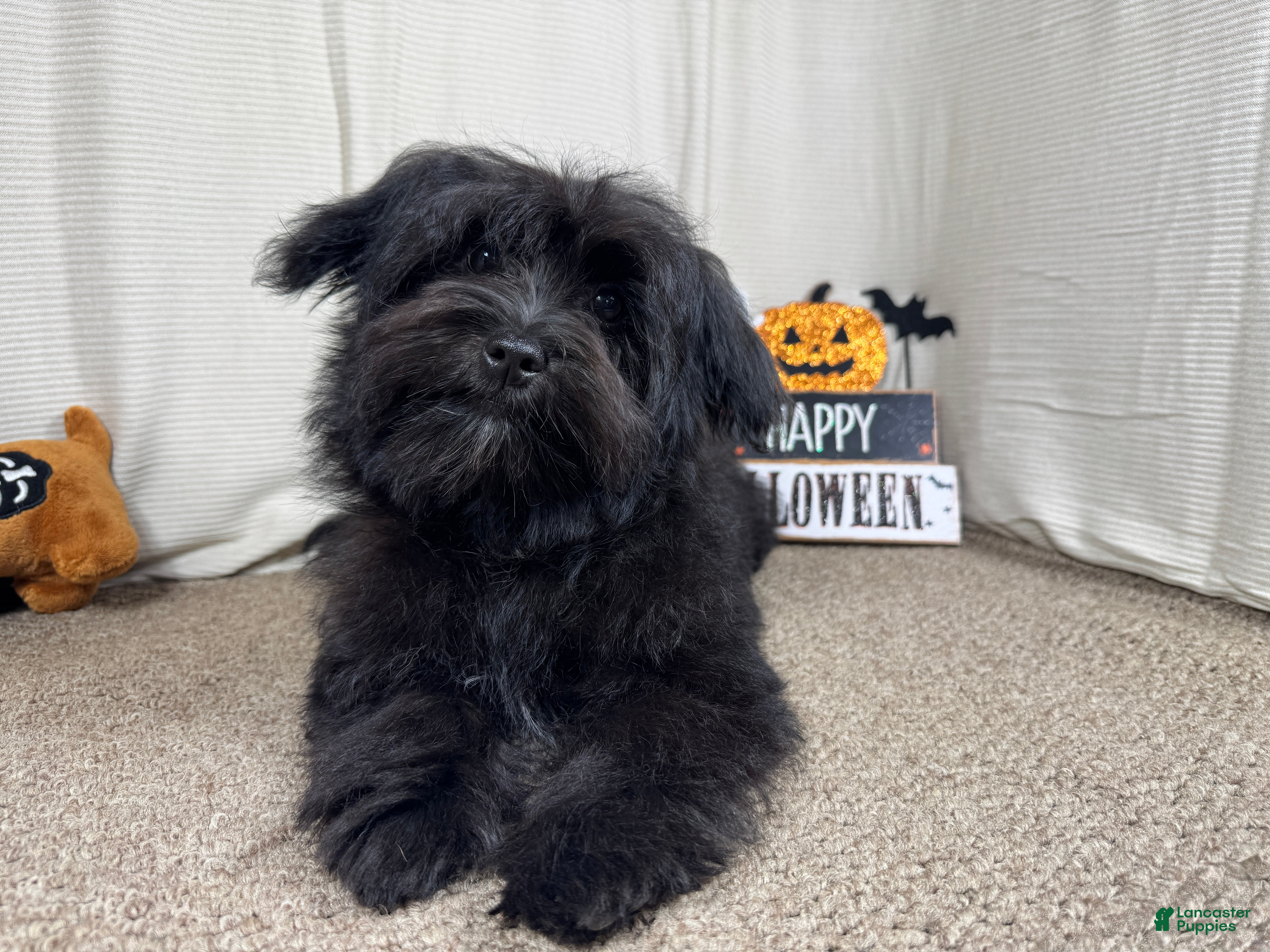 Morkie (Morkie, Male) in Waynesville, MO