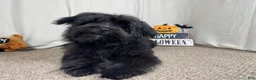 Morkie dogs for sale: Morkie 1 - Ad 1