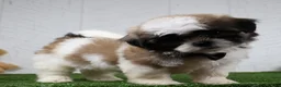 Shih Tzu dogs for sale: Travis - Ad 4