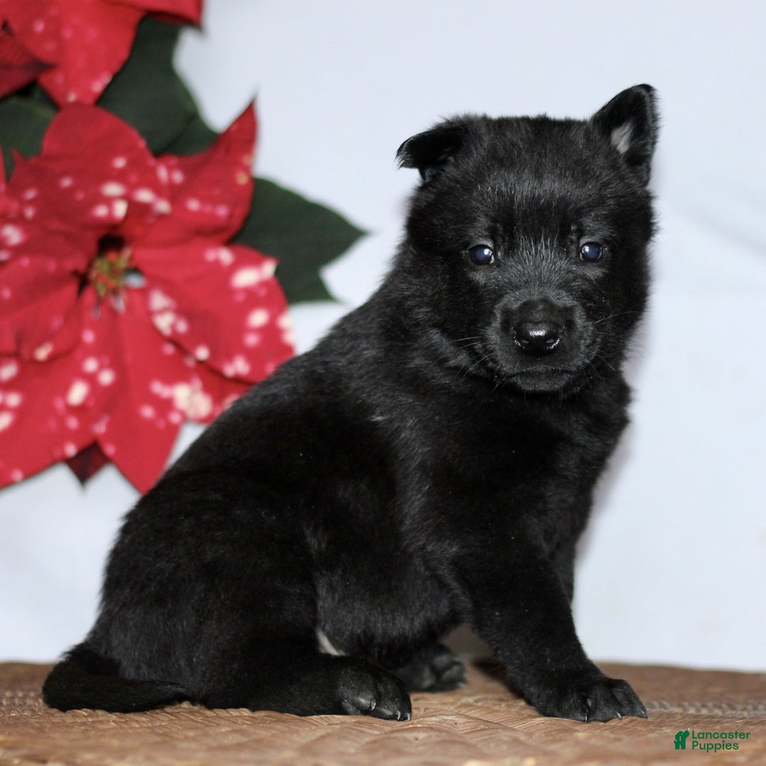 Belgian Malinois dogs for sale: Asher - Ad 3