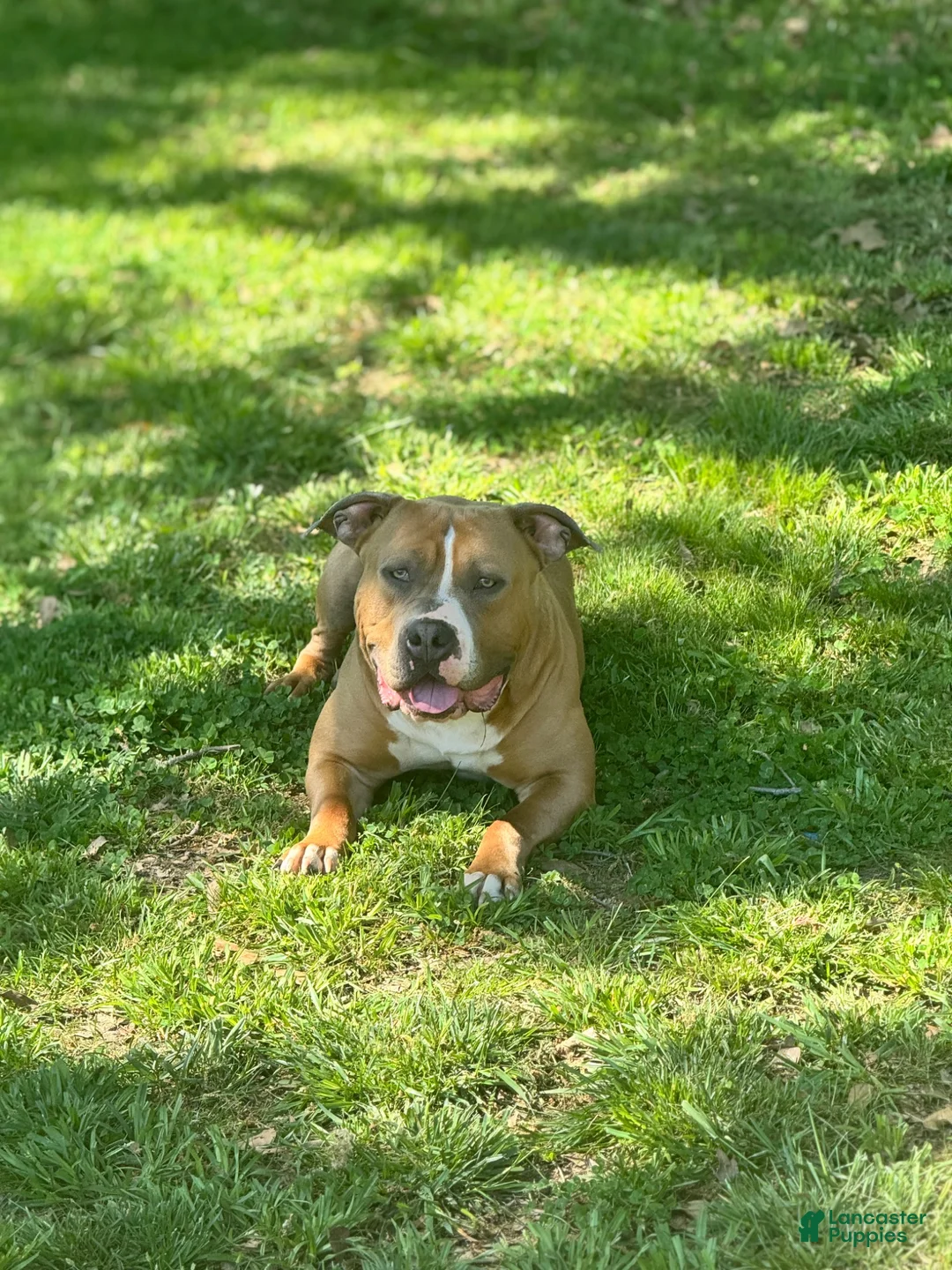 Mixed Breed dogs for sale: Azure’  - Ad 3