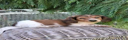 Miniature Dachshund dogs for sale: Champ - Ad 6