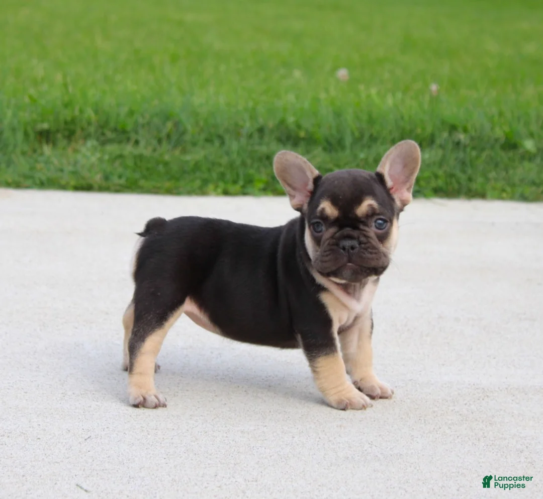 French Bulldog dogs for sale: Mocha - Ad 1