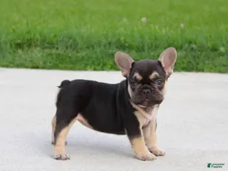 French Bulldog dogs for sale: Mocha - Ad 3