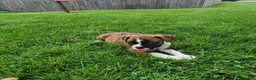Boxer dogs for sale: Sarge - Ad 3