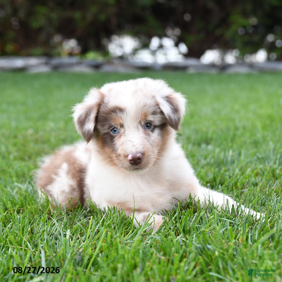Australian Shepherd dogs Kanga - Ad 2