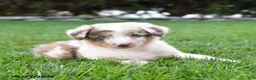 Australian Shepherd dogs for sale: Kanga - Ad 2