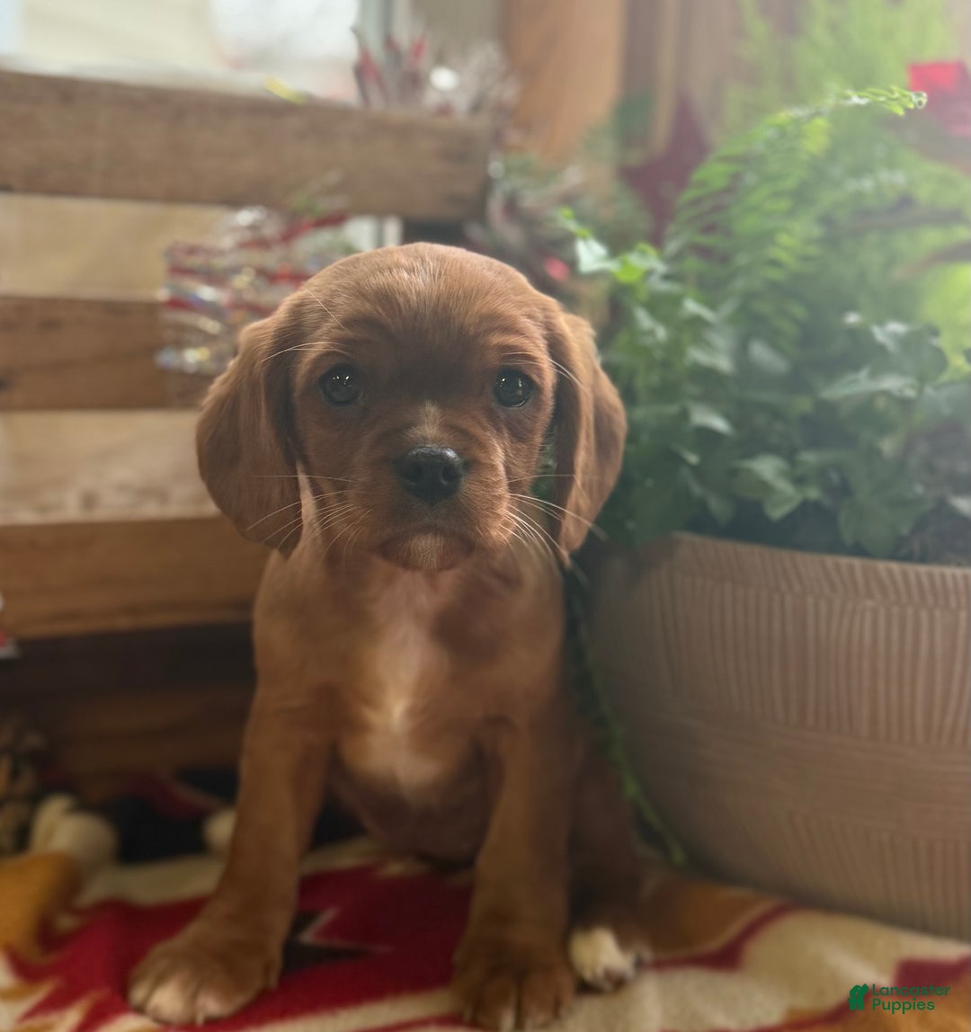 Mixed Breed dogs for sale: Sharla - Ad 7