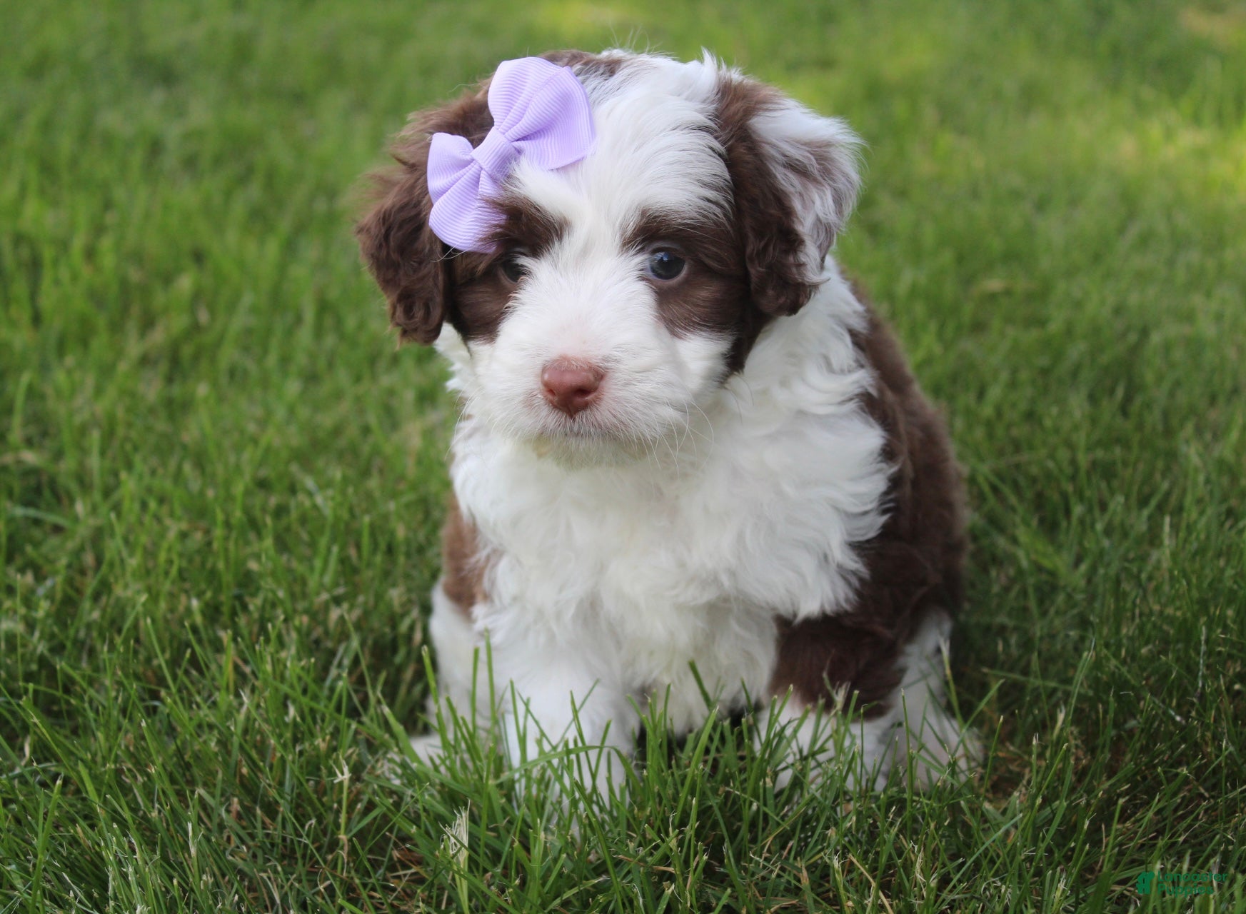 Mini Aussiedoodle dogs for sale: Jerica  - Ad 6