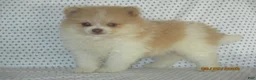 Pomeranian dogs for sale: Jack - Ad 1