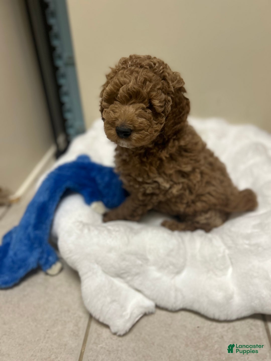 Mini Goldendoodle dogs for sale: Mini Goldendoodle Puppy Cream Puff - Ad 2