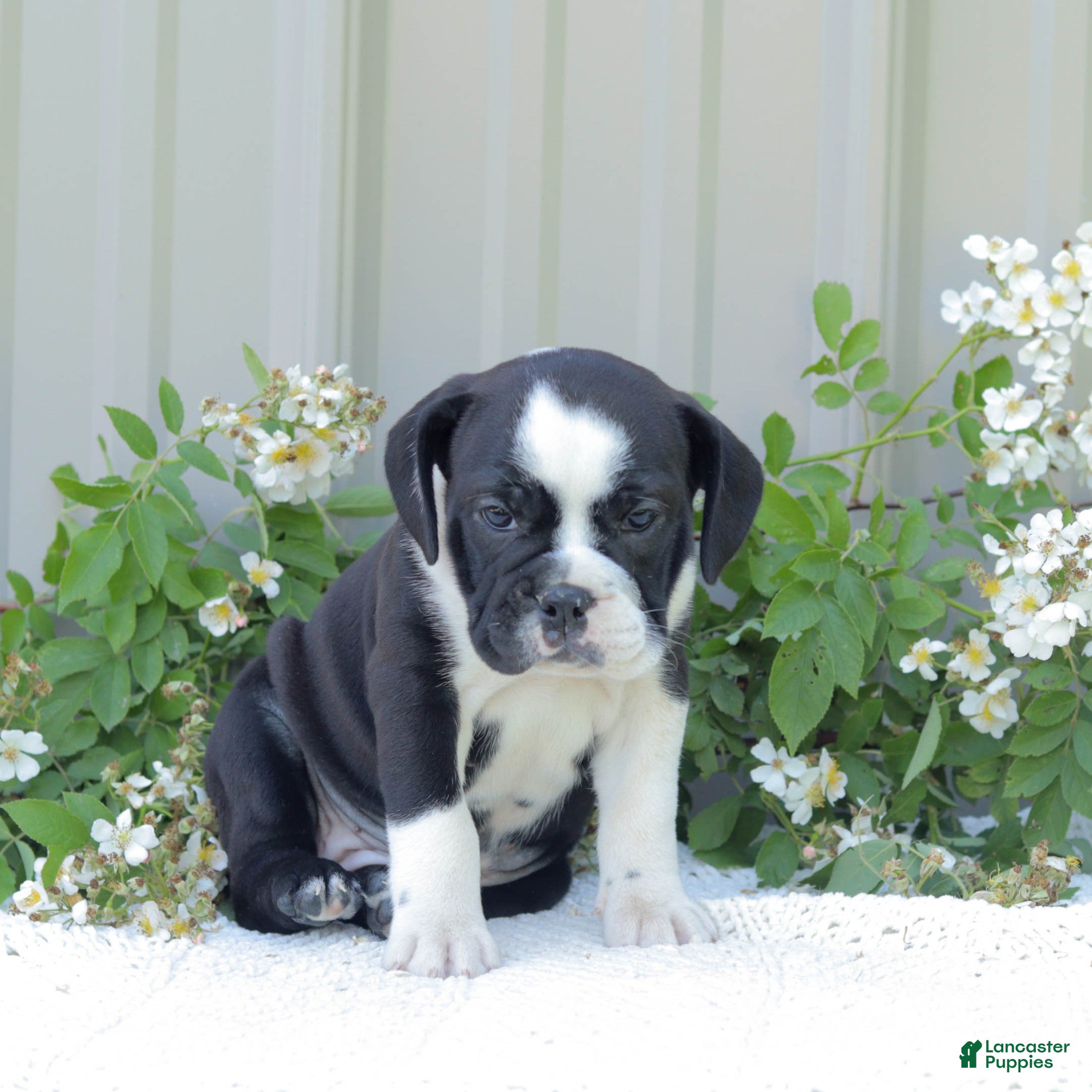 English Bulldog dogs Jill - Ad 1