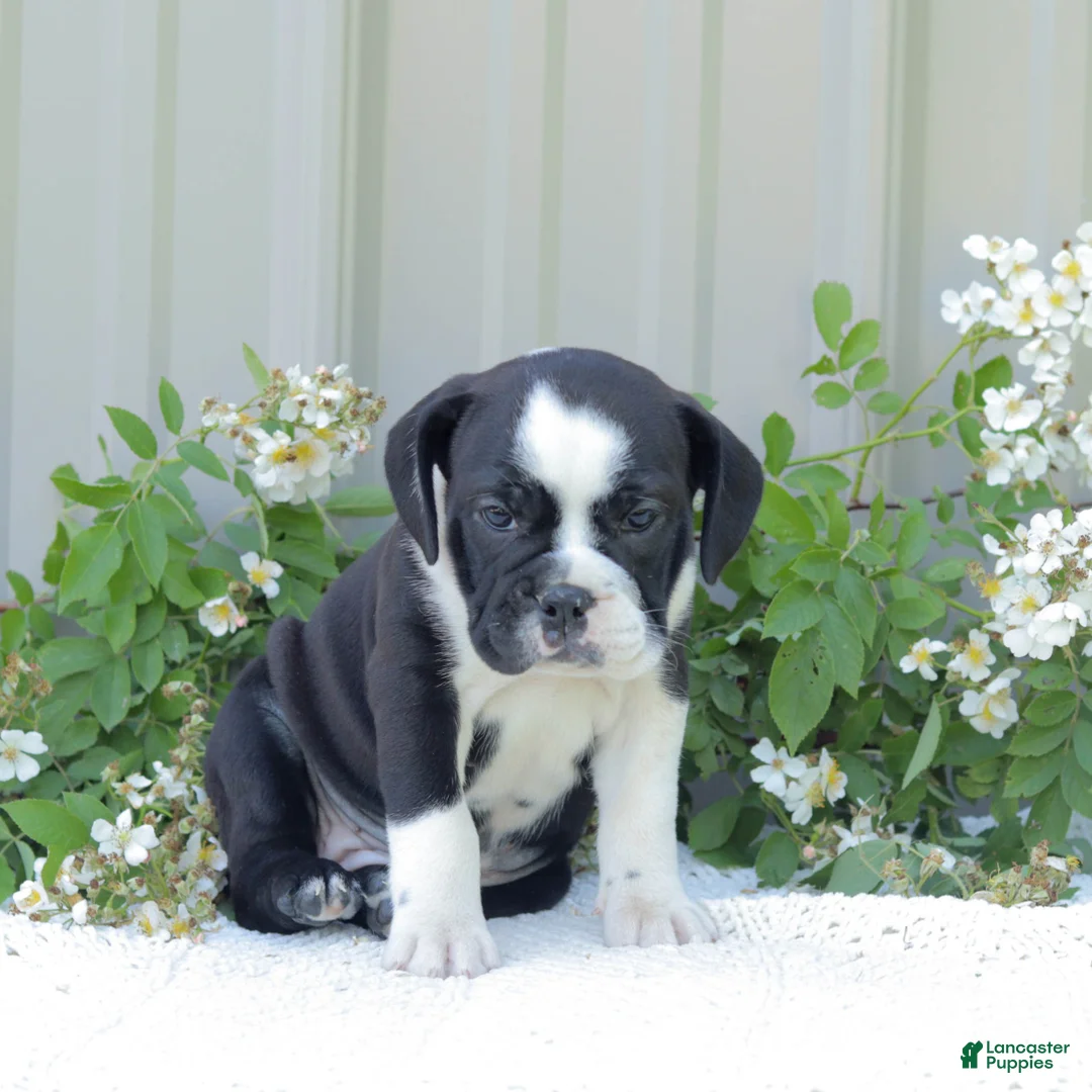English Bulldog dogs for sale: Jill - Ad 1