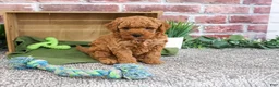 Mini Goldendoodle dogs for sale: Denny - Ad 3