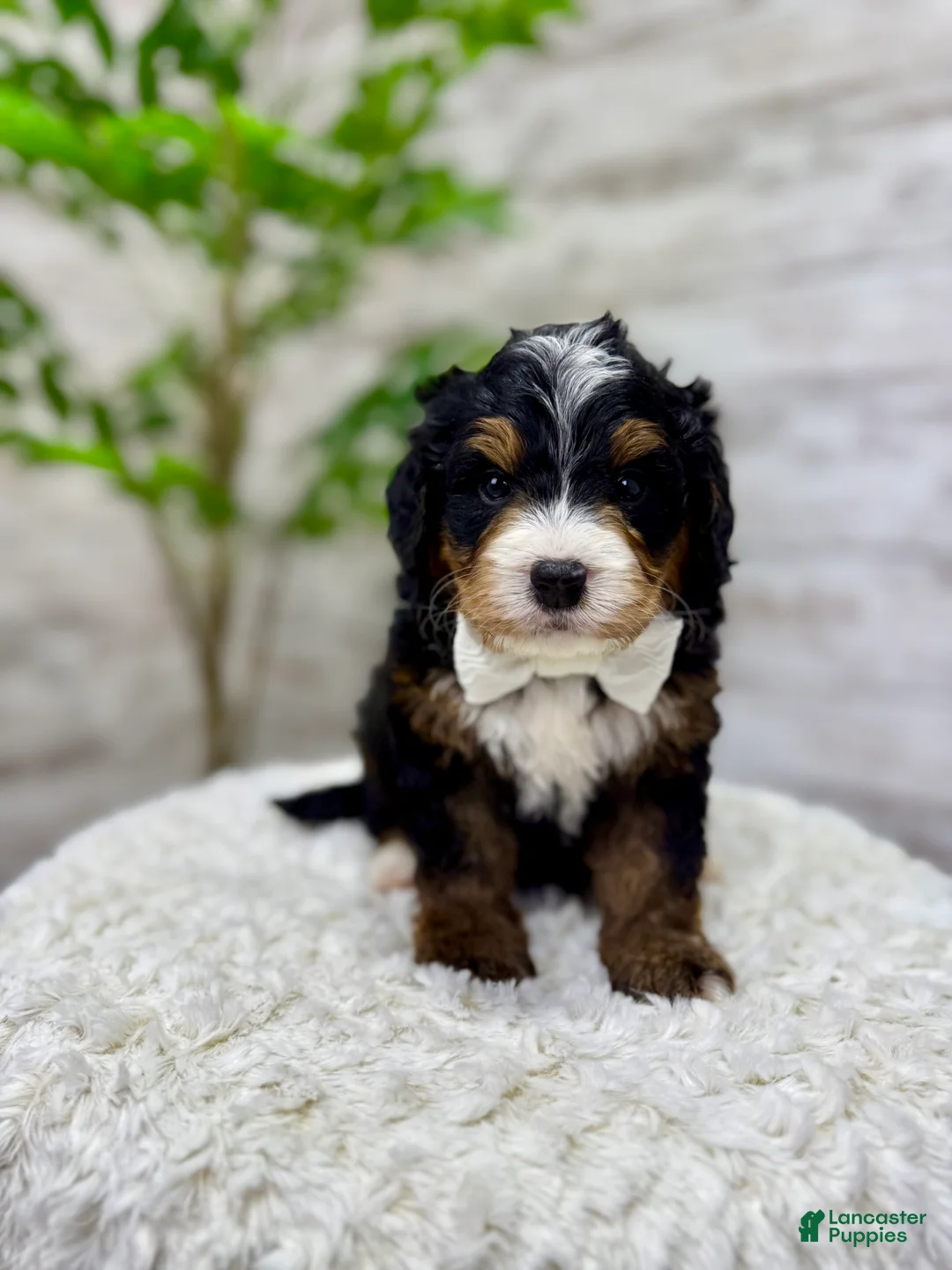Mini Bernedoodle dogs for sale: 🎈Ace - Ad 7