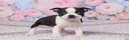 Boston Terrier dogs for sale: Bob - Ad 4