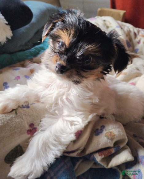 Mixed Breed dogs Q Tip - Ad 12