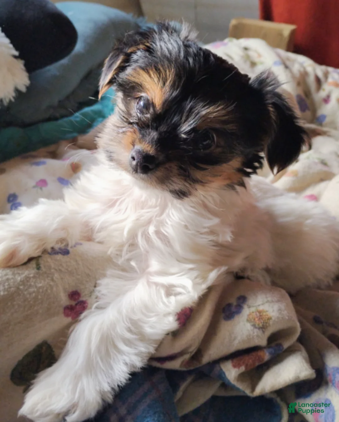 Mixed Breed dogs for sale: Q Tip - Ad 1