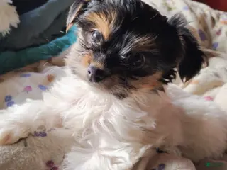 Mixed Breed dogs Q Tip - Ad 17